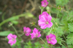 Geranium vivace 'Russel Prichard'