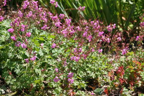 G�ranium 'Karmina'