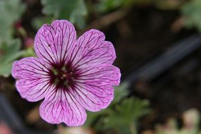 G�ranium Cendr� 'Ballerina'