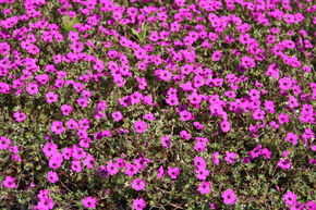 G�ranium vivace 'Guiseppi'