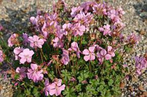 G�ranium 'Bressingham Pink'