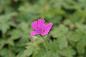 G�ranium 'Rosenlicht'