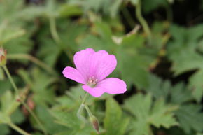 G�ranium vivace 'Wargrave Pink'
