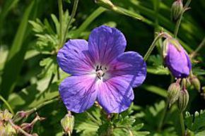 G�ranium vivace 'Gravetye'