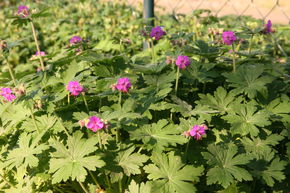 G�ranium vivace rhizomateux 'Czakor'