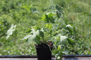 G�ranium vivace rhizomateux 'Ingwersen'