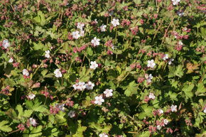 G�ranium vivace rhizomateux 'Spessart'