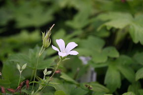 G�ranium noueux 'Silverwood'