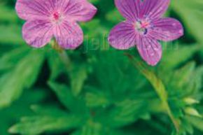 G�ranium des marais