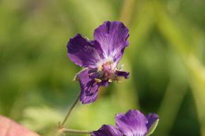 G�ranium livide 'Lily Lovell'