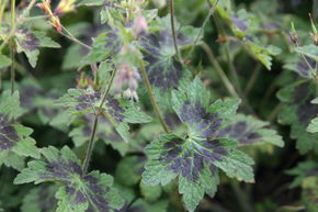 G�ranium livide 'Samobor'
