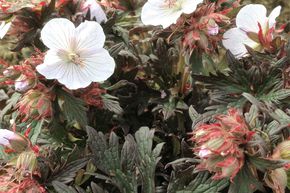 G�ranium des pr�s 'Black'n White'