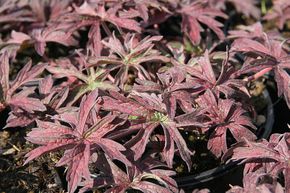 G�ranium des pr�s 'Midnight Reiter'