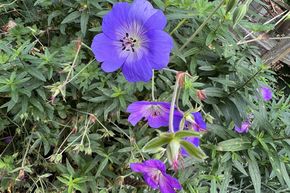 G�ranium des pr�s