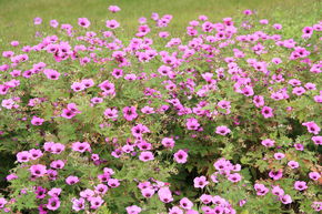 G�ranium vivace 'Patricia'