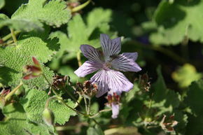 G�ranium � feuilles de cr�pe 'Phillipe Vapelle'