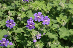 G�ranium � feuilles de cr�pe 'Terre Franche'