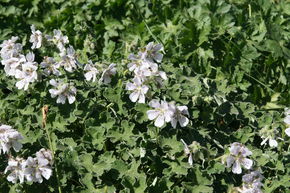 G�ranium � feuilles de cr�pe