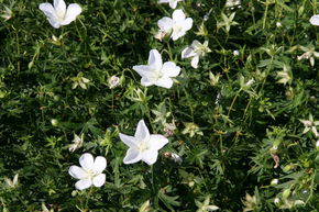 G�ranium vivace 'Album'