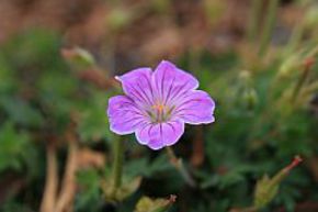 G�ranium 'Canon Miles'