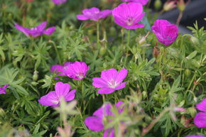 G�ranium 'Cedric Morris'