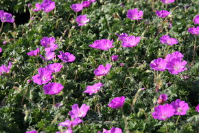G�ranium 'Max Frei'