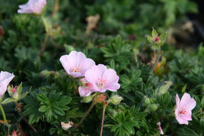 G�ranium 'Prostratum'