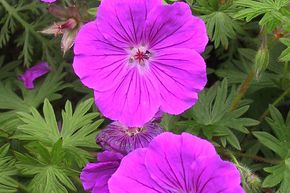 G�ranium vivace 'Tiny Monster'