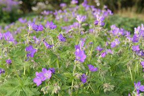 G�ranium 'Mayflower'