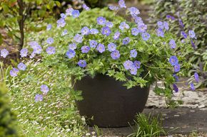 G�ranium vivace 'Azure Rush'