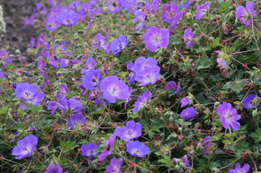 G�ranium vivace 'Rozanne'