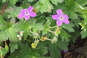 G�ranium vivace