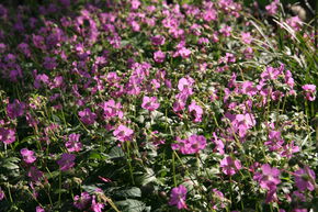 G�ranium vivace 'Berggarten'