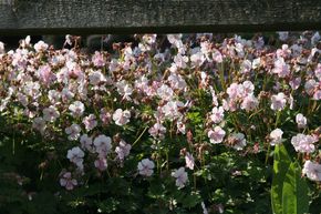 G�ranium vivace 'Biokovo'