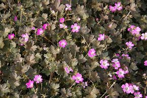 G�ranium 'Orkney Cherry'