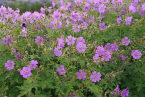 G�ranium vivace 'Sirak'