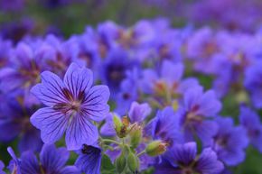 G�ranium vivace 'Anemoniflorum'