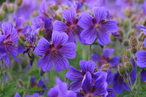 G�ranium vivace magnificum