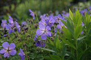 G�ranium vivace 'Johnsons Blue'
