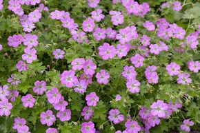 G�ranium 'Mavis Simpson'