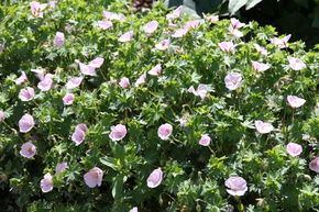 G�ranium vivace 'Apfelbl�te'