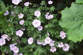 G�ranium varietas 'Striatum'