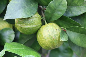 Orange am�re � c�tes 'Canaliculata'