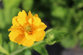 Beno�te jaune 'Lady Stratheden' (Goldball)