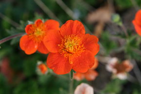 Beno�te 'Borisii Strain'