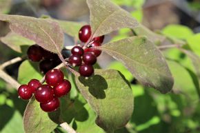 Ch�vrefeuille des haies ou Ch�vrefeuille � balais