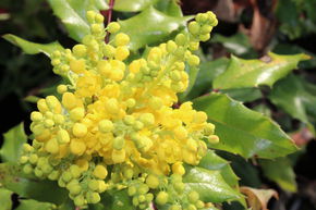 Mahonia commun