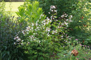 Gill�nie � trois feuilles