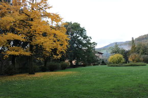 Ginkgo, arbre � feuilles d'�ventail