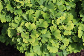 Ginkgo 'Mariken' demi-tige